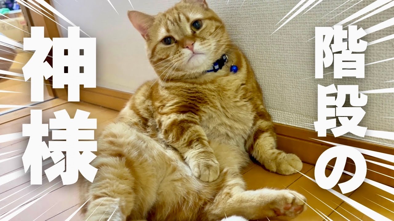 階段の神様、あらわる #猫 #マンチカン