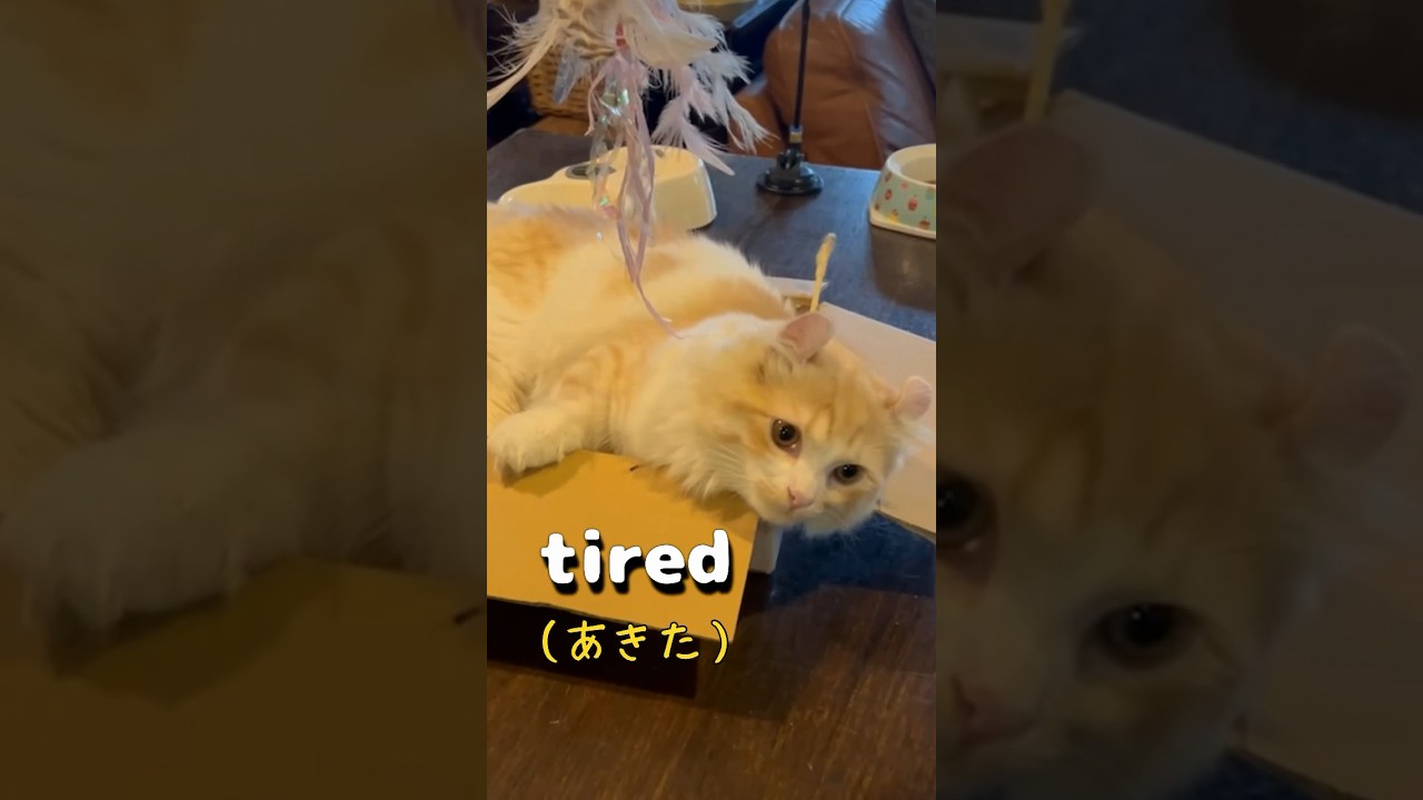 【キンカロー】疲れた時のうた【マンチカール】