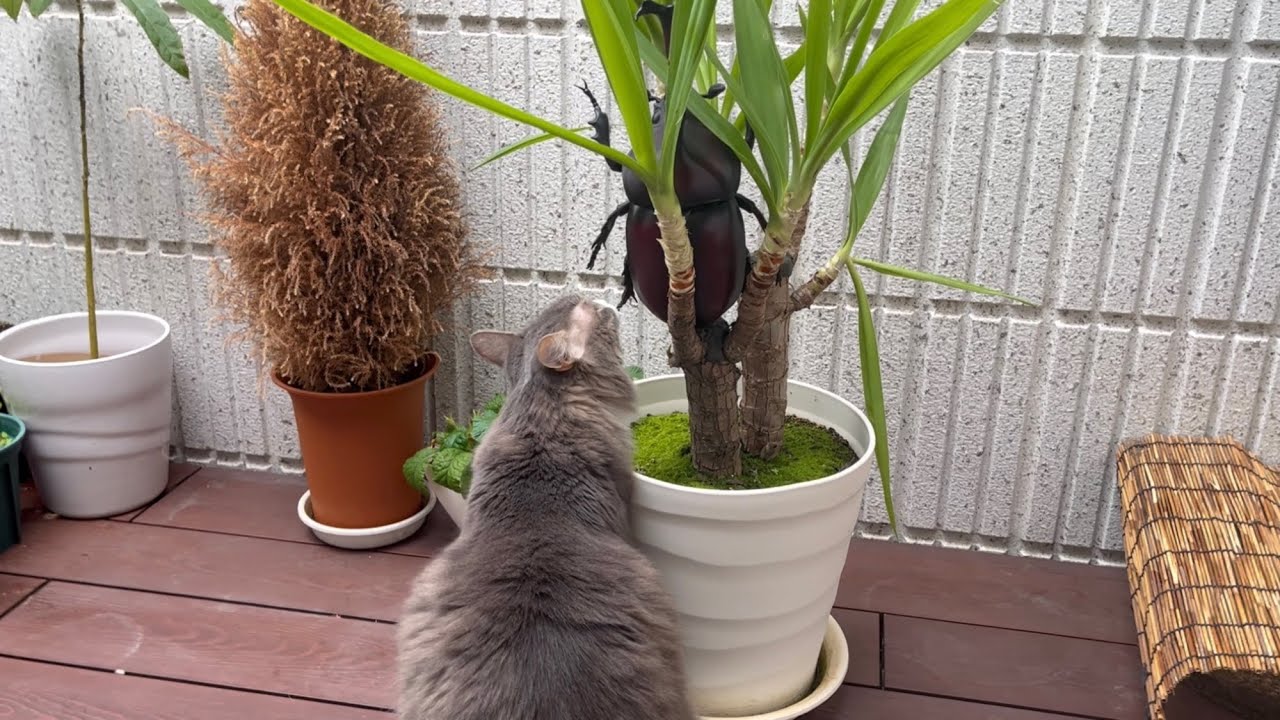 流石に巨大すぎるカブトムシはニセモノか疑う猫　ノルウェージャンフォレストキャット　Cat suspecting beetles