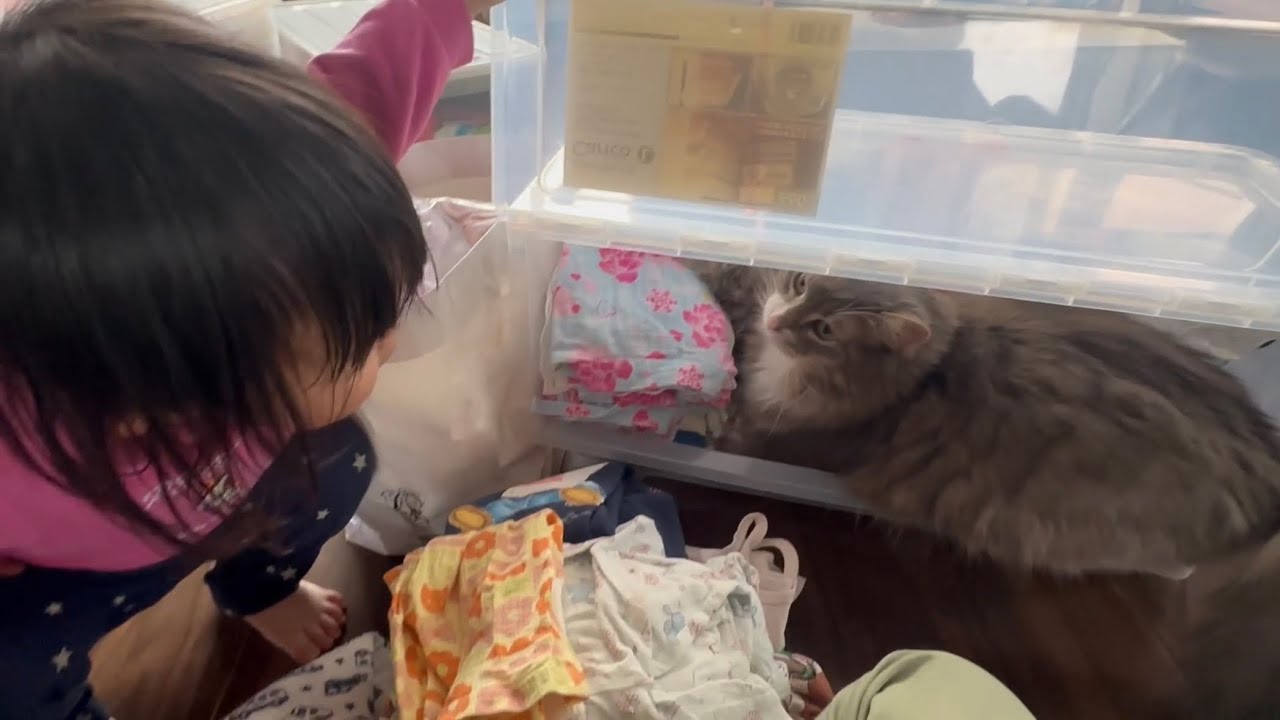 衣服に埋もれたい猫　ノルウェージャンフォレストキャット　ラガマフィンA cat that wants to be buried in clothes. Norwegian Forest Cat.