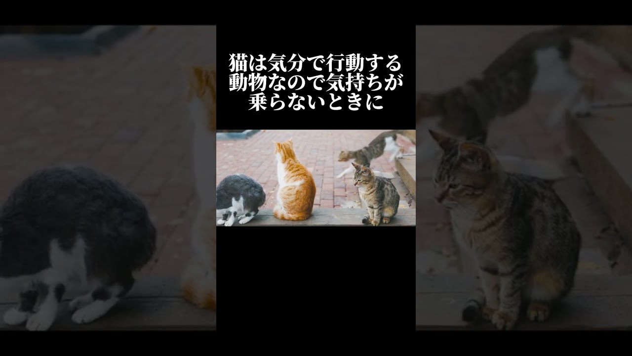【絶対やめて】猫から信頼を失うNG行動3選