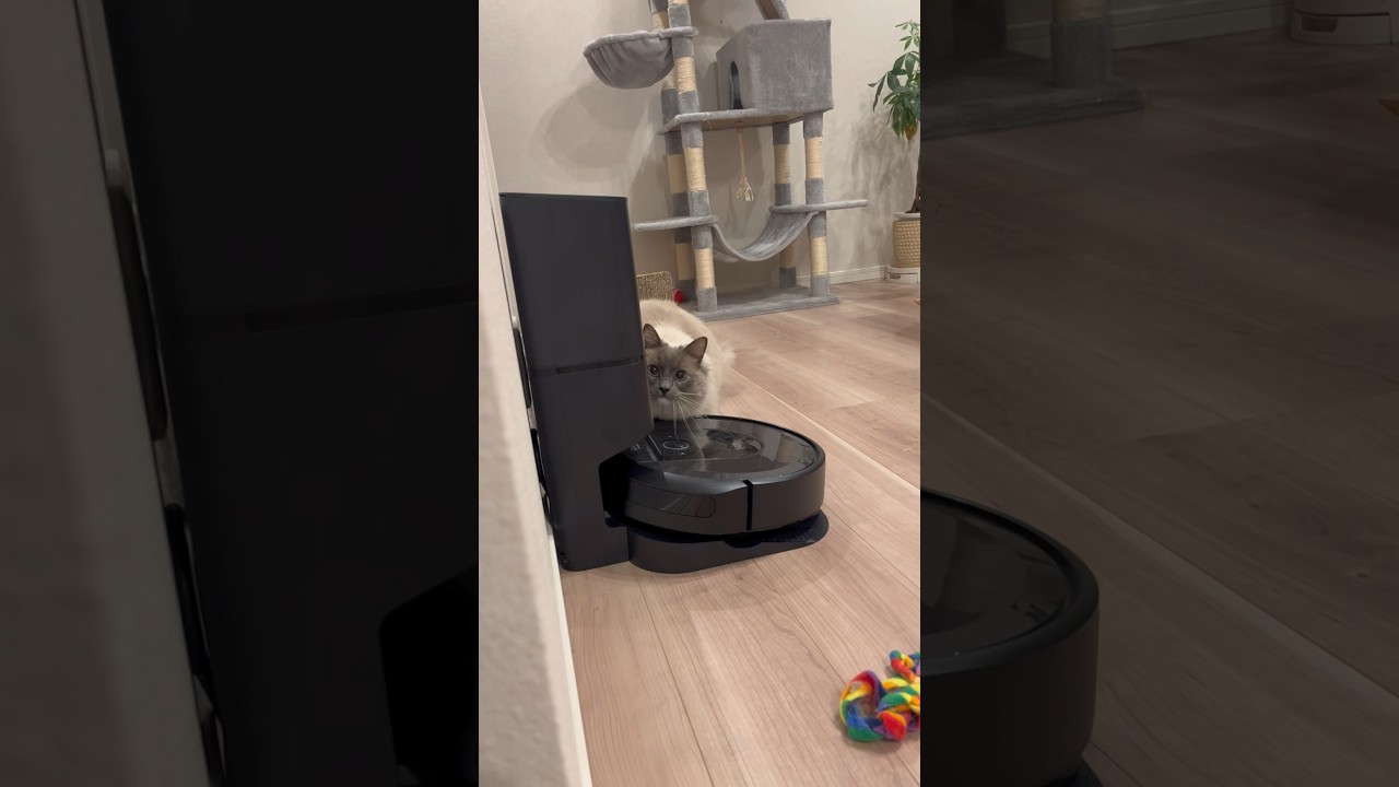 【接近してくる猫】#ラグドール #猫 #cat #고양이 #ragdollcat  #猫動画 #癒し #ねこ動画  #shorts  #おもしろ動画  #かわいい猫 #cats #cutecat