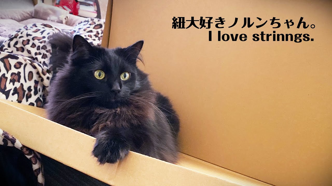 黒のノルウェージャンフォレストキャット：紐が大好き。