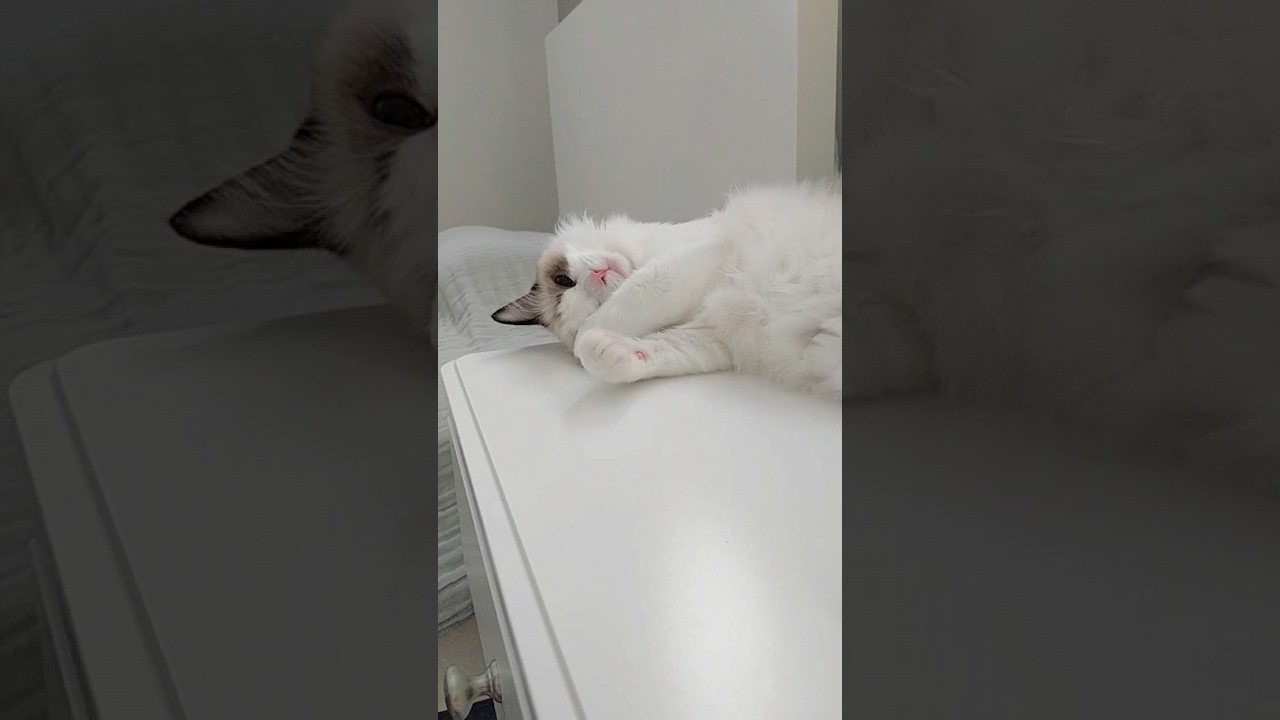 #cat #猫のいる暮らし #ねこ #ラグドール #何気ない日常 #猫好きさんと繋がりたい