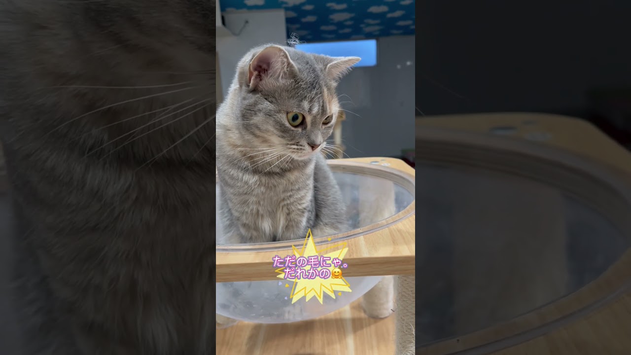 頭に毛という飾りをつけた猫ちゃん♥️ #ラパーマ #ブリーダー直販 #マンチカン #子猫 #猫 #ミヌエット #猫のいる暮らし #猫動画