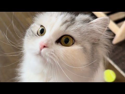 パパとばかりラブラブする愛猫🥹ぐすん…【スコティッシュフォールド】