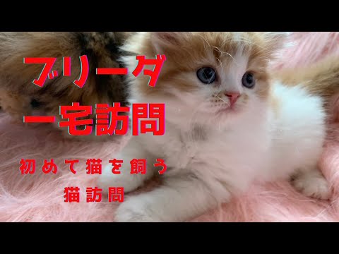 ブリーダー宅訪問スコティッシュフォールド