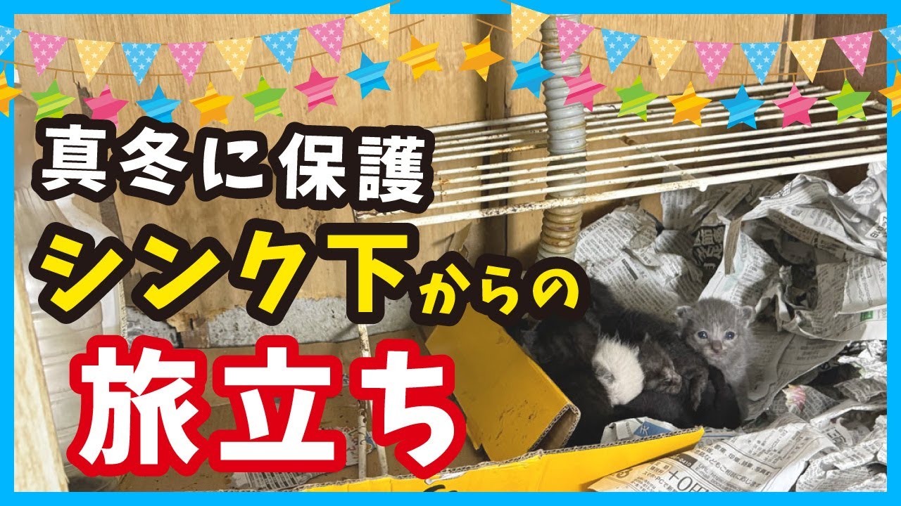 ありえない真冬に生まれた子猫が、ずっとのお家で幸せいっぱいになる姿が最高！（冬74）