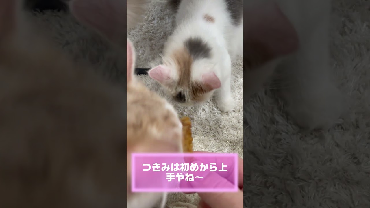 あまりにも食べるのが下手な猫！！ #子猫 #ラガマフィン #cat