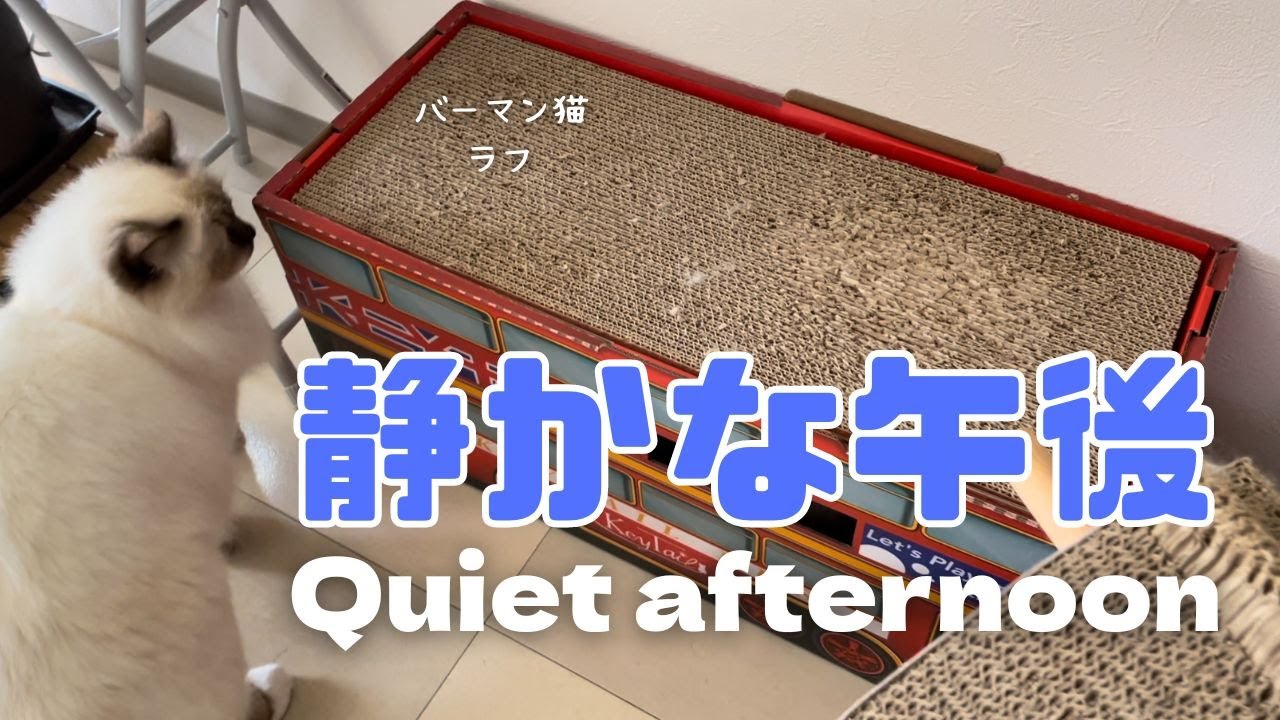 バーマン猫ウリとガブとミカとラフ【穏やかな午後】Quiet afternoon（バーマン猫）Birman/Cat