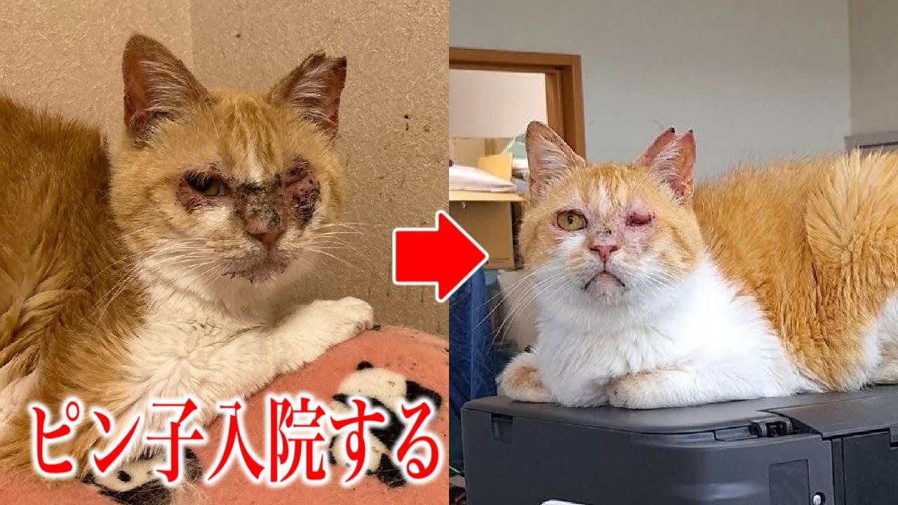 【病院大好き猫】夜逃げ現場出身＆片目失明のピン子のルンルン入院生活