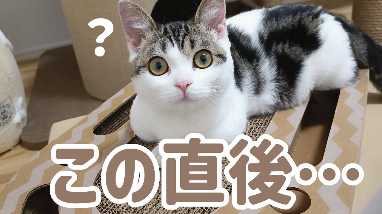 子猫がカメラを見つけた時に必ずやる行動が可愛すぎるんです…笑