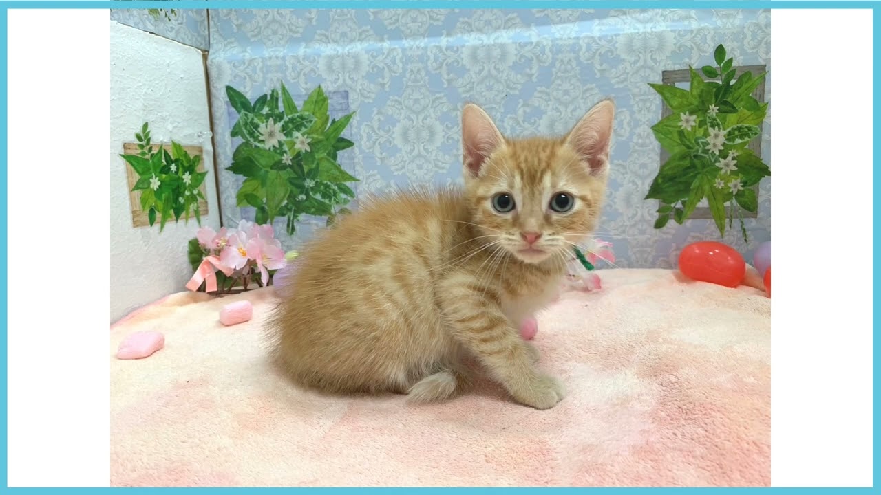 ペットショップCOO&RIKU No00673454 アメリカンカール