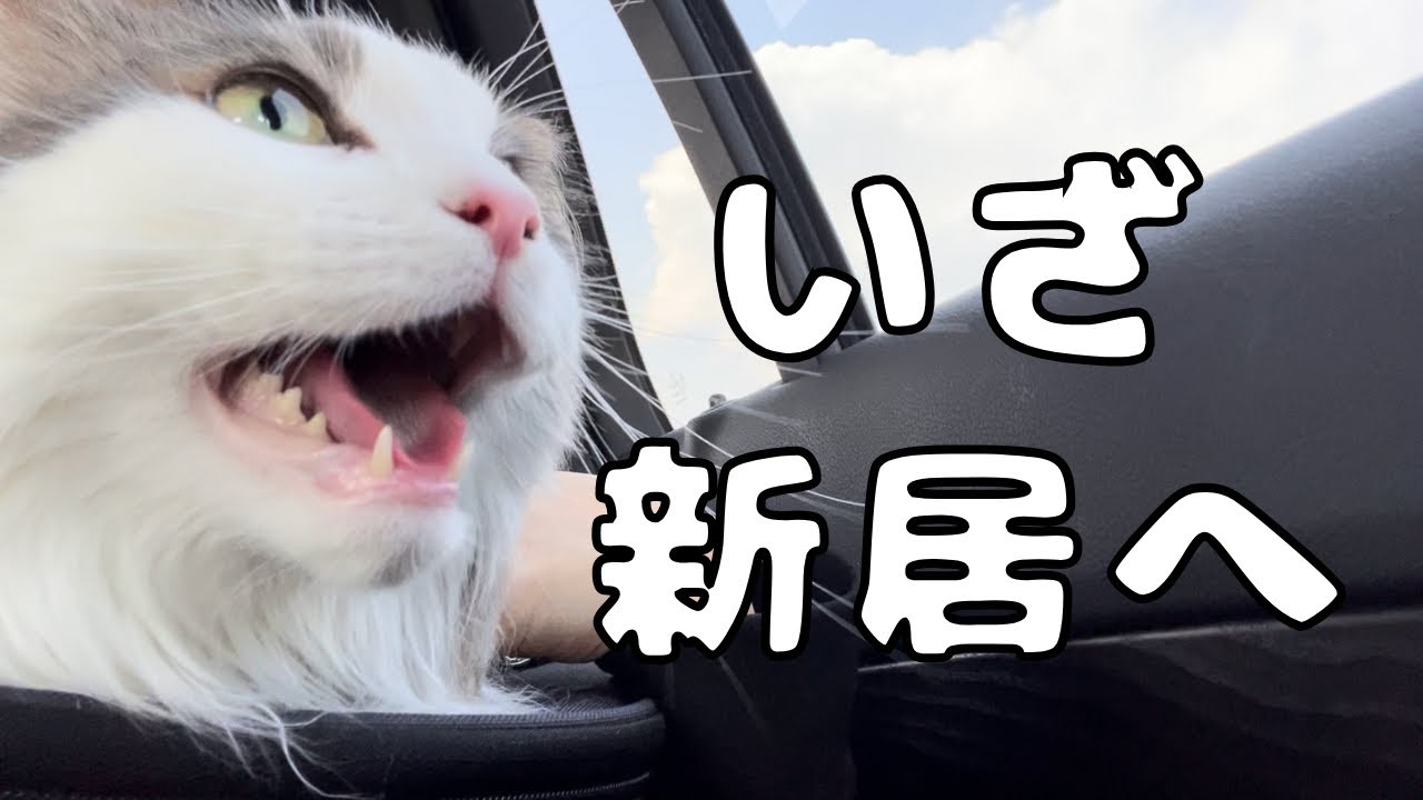 お外苦手系猫の引っ越し当日の様子【メインクーン】