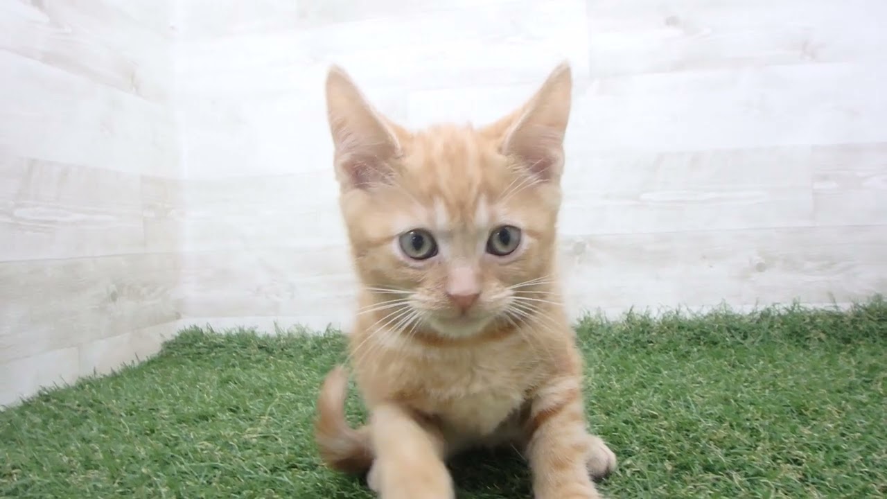 Coo&RIKU　No00674049 アメリカンショートヘアー