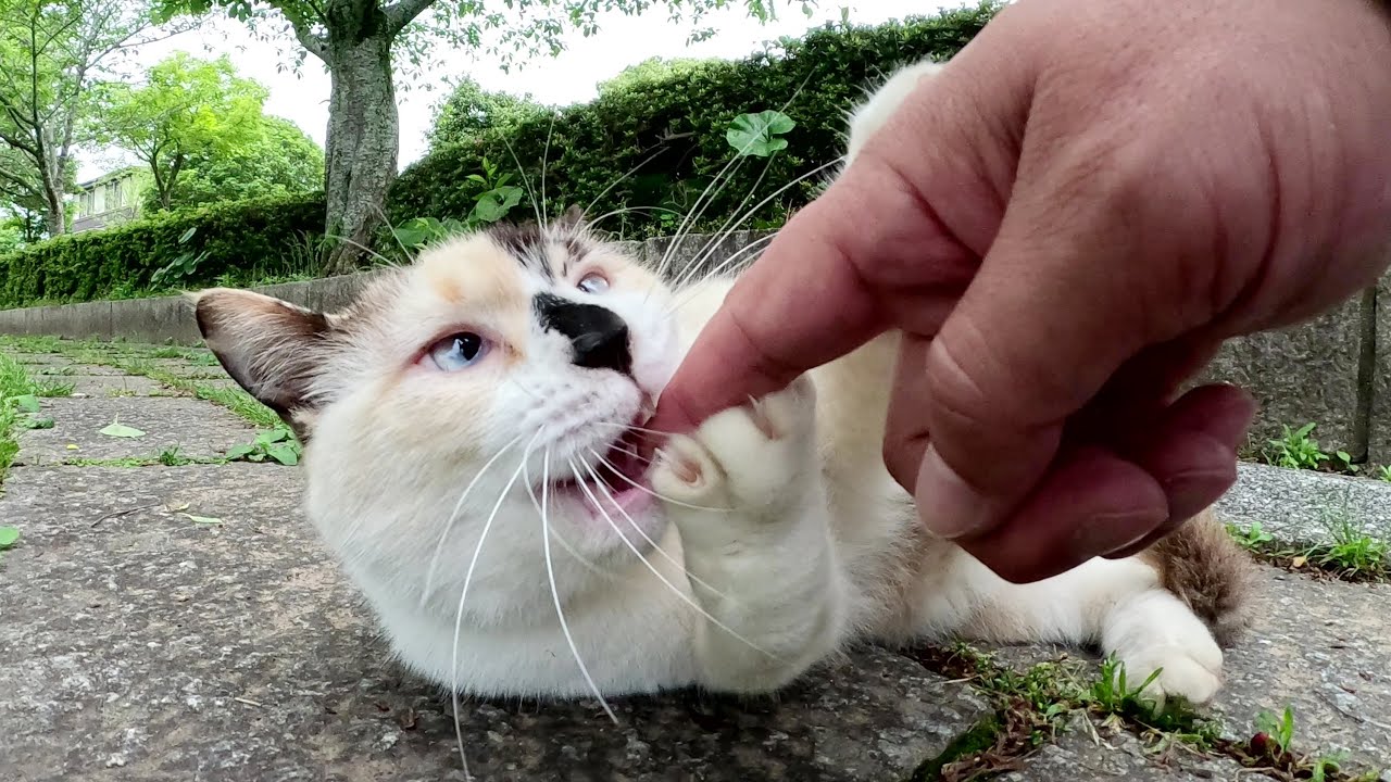 真っ黒なお鼻と寄り目がチャームポイントのシャム猫ちゃん