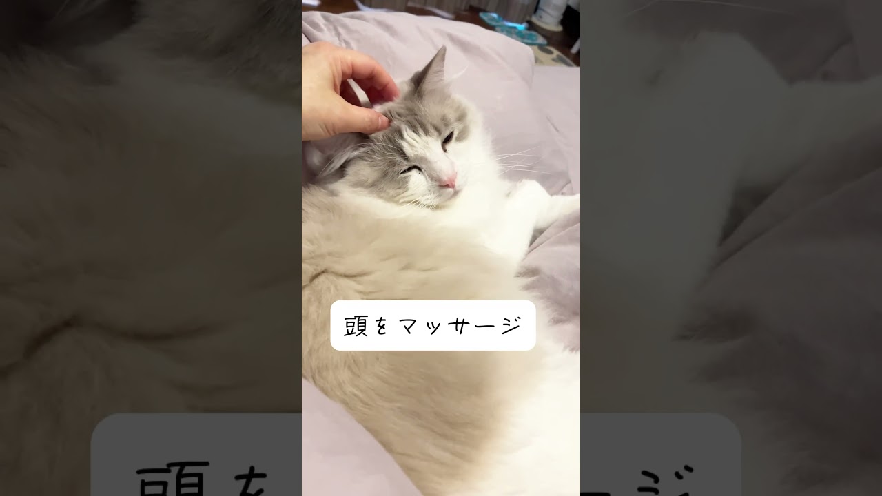 ベットを占領する猫#ラグドール #猫 #ねこのいる生活