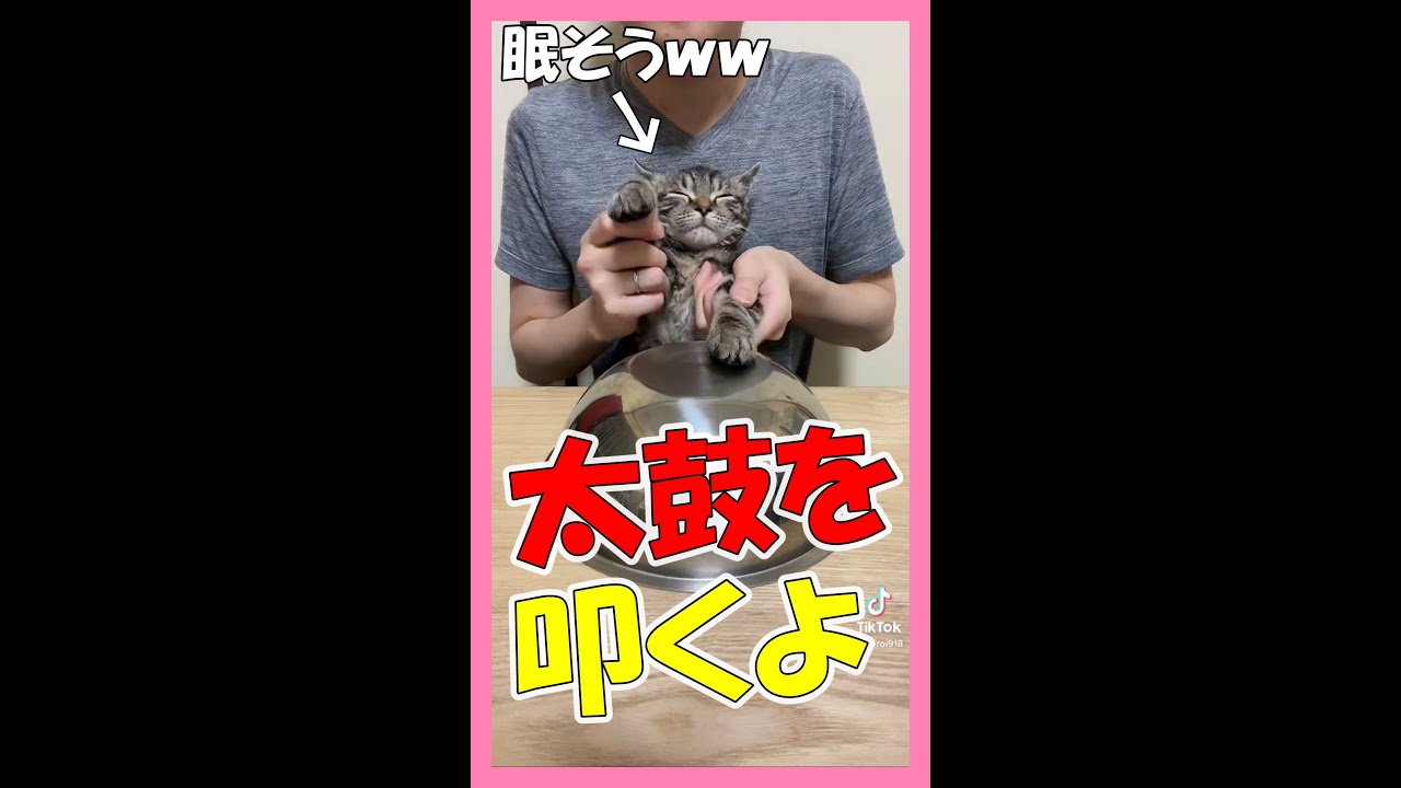 太鼓を叩く子猫が可愛い【ラパーマ】 #Shorts