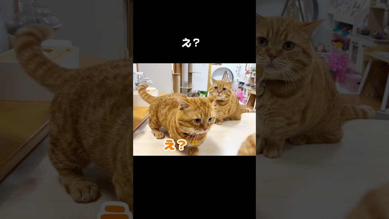 マンチカンのパンチは不意打ちだと当たる #猫 #マンチカン #shorts