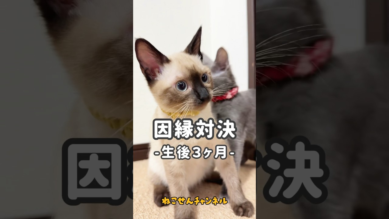 【保護猫シャム】負けてたまるか❗生後３ヶ月編🥰🔥（真冬に保護した子猫） | ねこせん