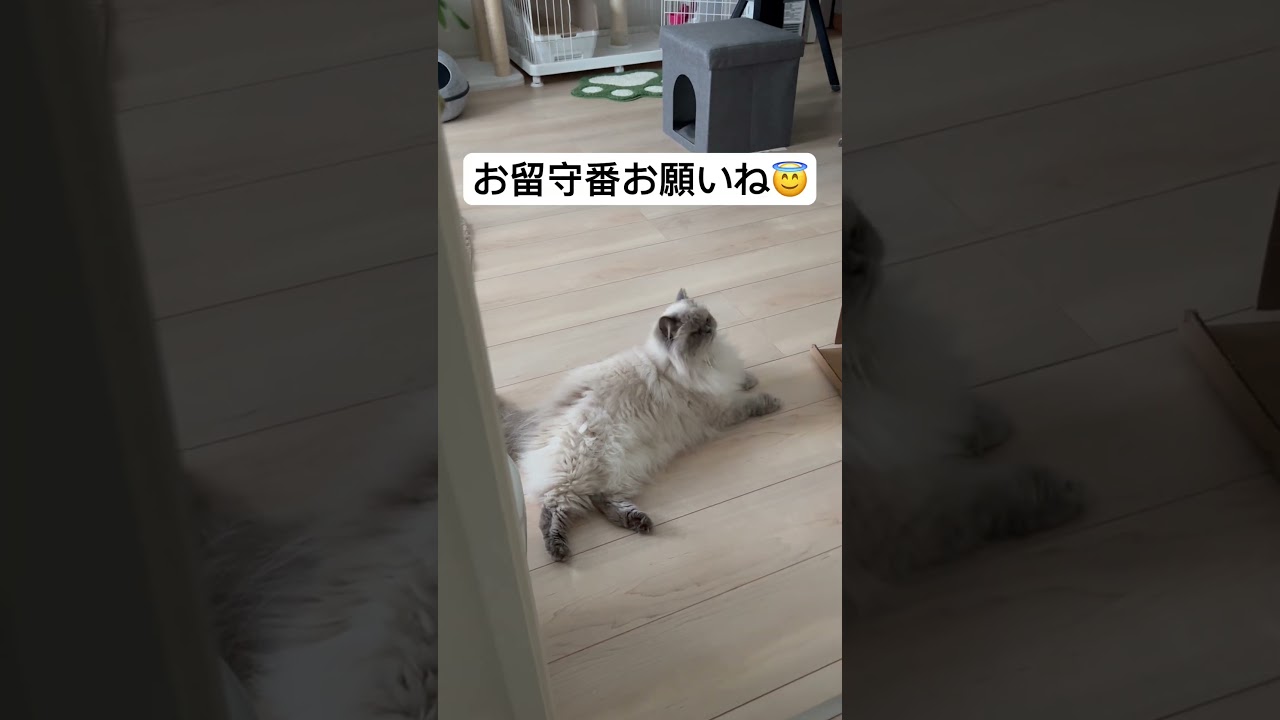 行ってらっしゃいしてるつもり？のヒマラヤンのマーベル🐈  #shorts #うちのにゃんこ #ねこ #マーベル #ヒマラヤン #cat #かわいい