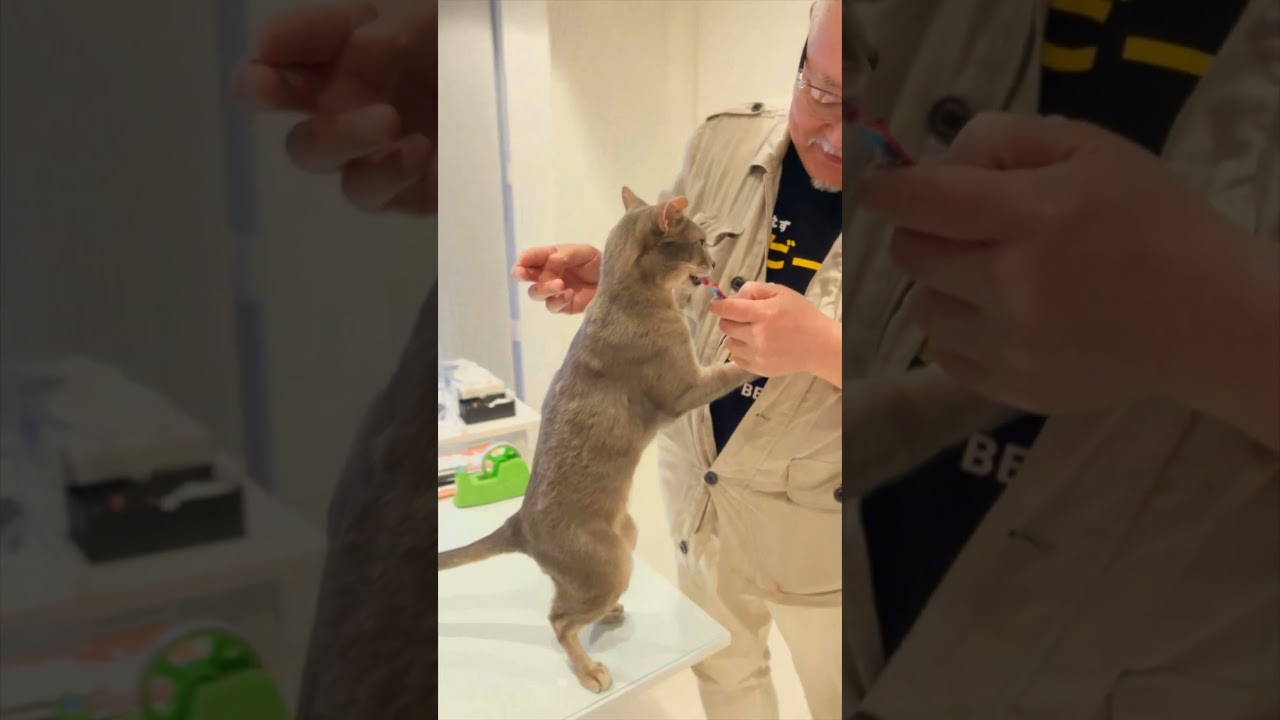 そろそろ叔父さん回part2 #アビシニアン #cat #Abyssinian