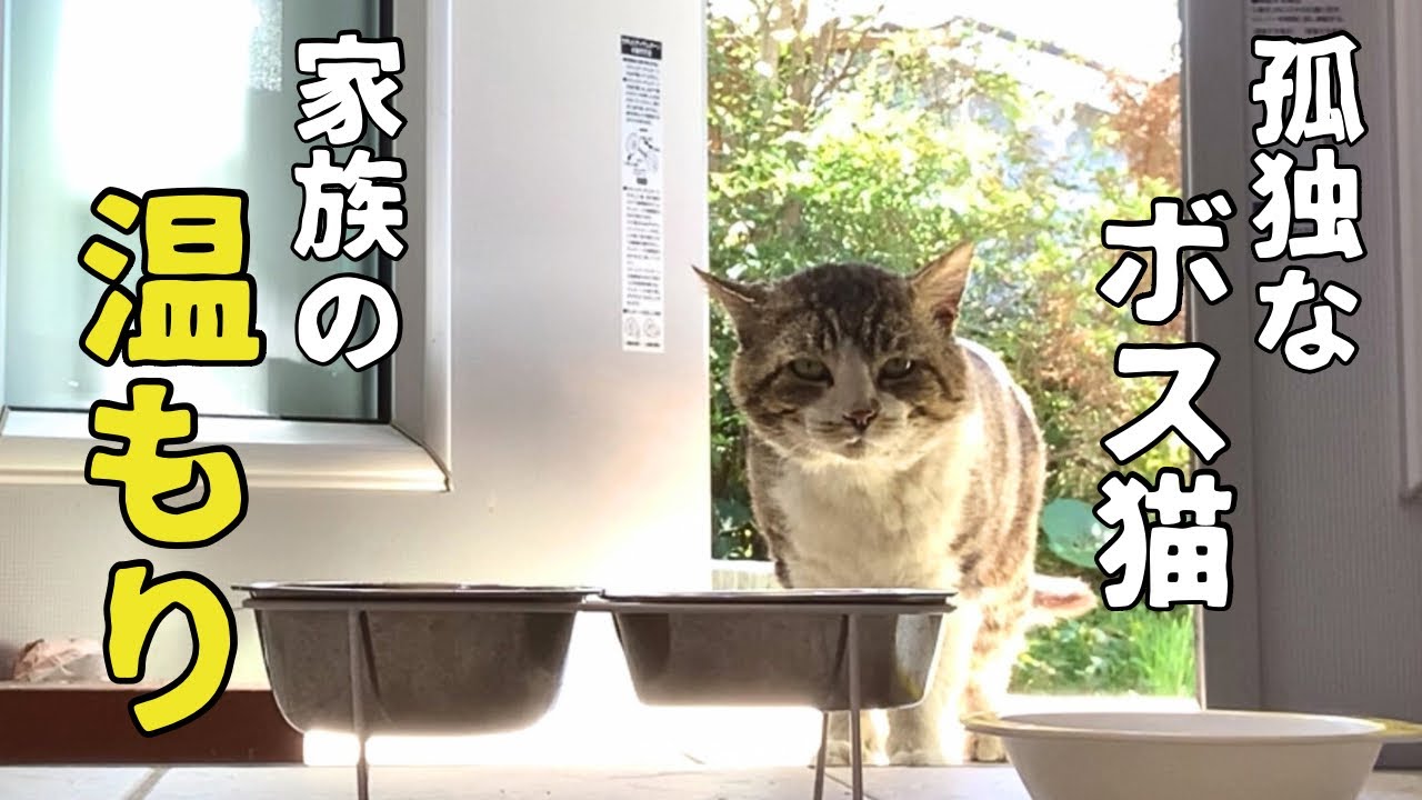 たった１匹で生き抜いてきた傷だらけの元ボス猫がたどり着いた場所