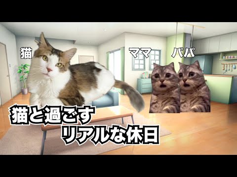 【猫ミーム】猫を飼うと休日がこんな感じになります