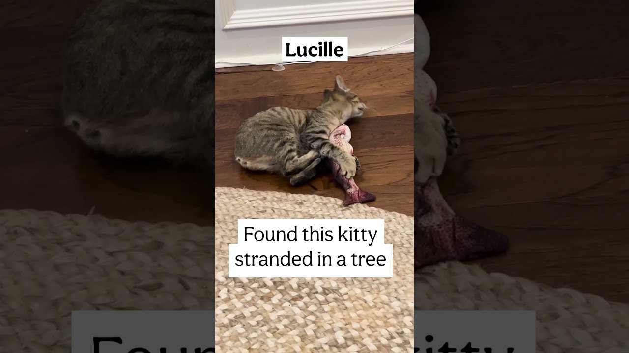 My Manx kitty Lucille loves playing with her fish