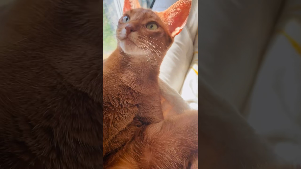ぐねんぐねん〜#猫#こころ#アビシニアン#レッド#お手入れ#cat#abyssinian#red#care