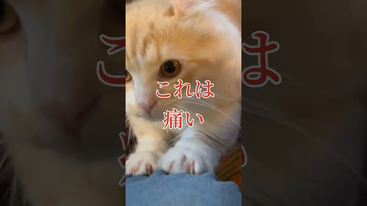 【キンカロー】これは痛い！【マンチカール】