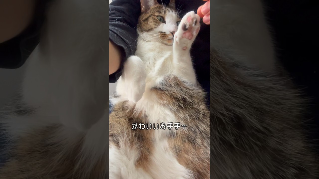 愛猫のかわいさを自慢するだけの動画