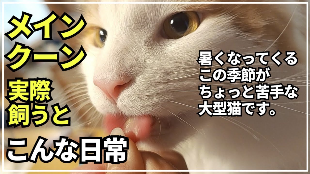 長毛猫にとって苦手な季節はアレがよく発生します【大型猫メインクーン】