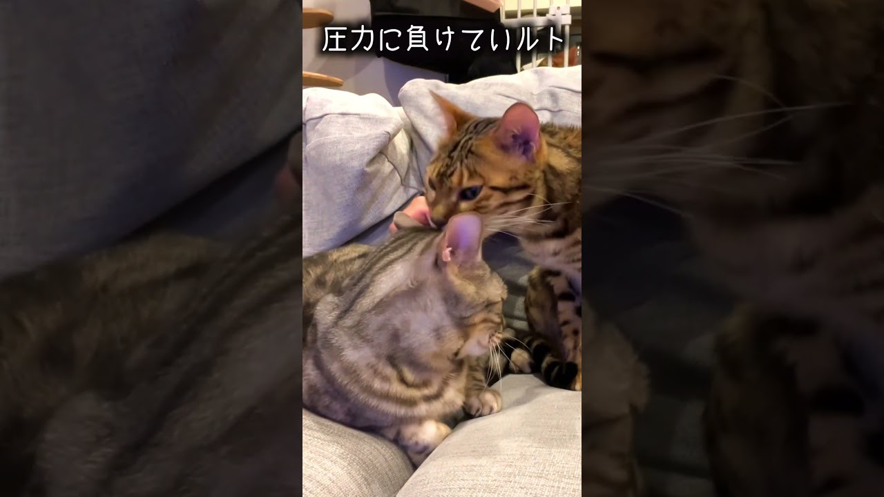 毛繕いを激しくさせてみたら… #ルトロゼ #ベンガル　#猫