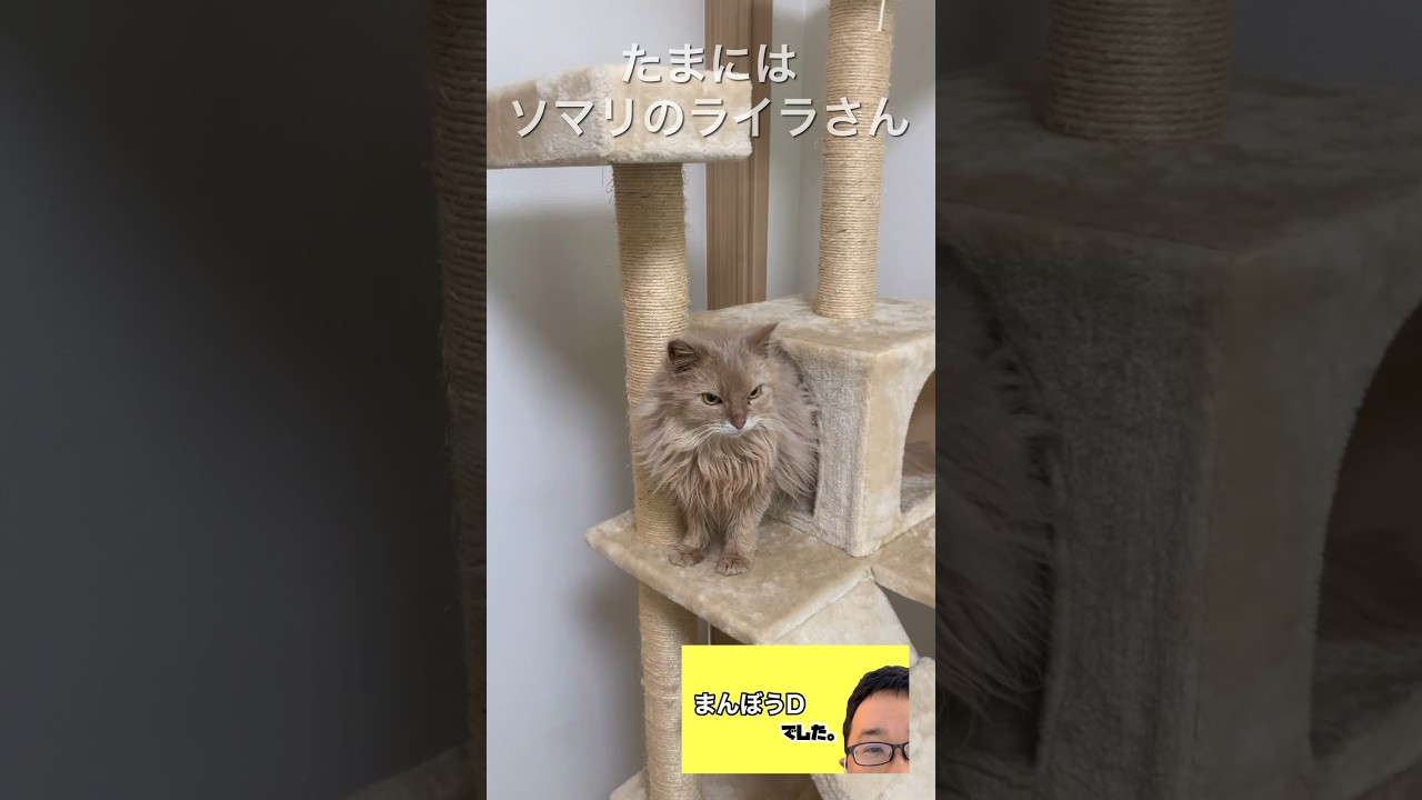 たまにはソマリのライラさんが遊んでるとこを撮影してみた#shorts #ソマリ　#ねこ