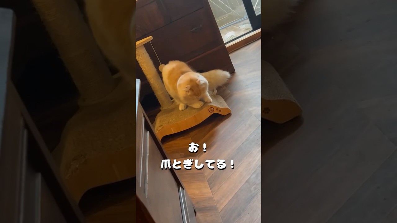 【キンカロー】お！爪とぎしてる！【マンチカール】