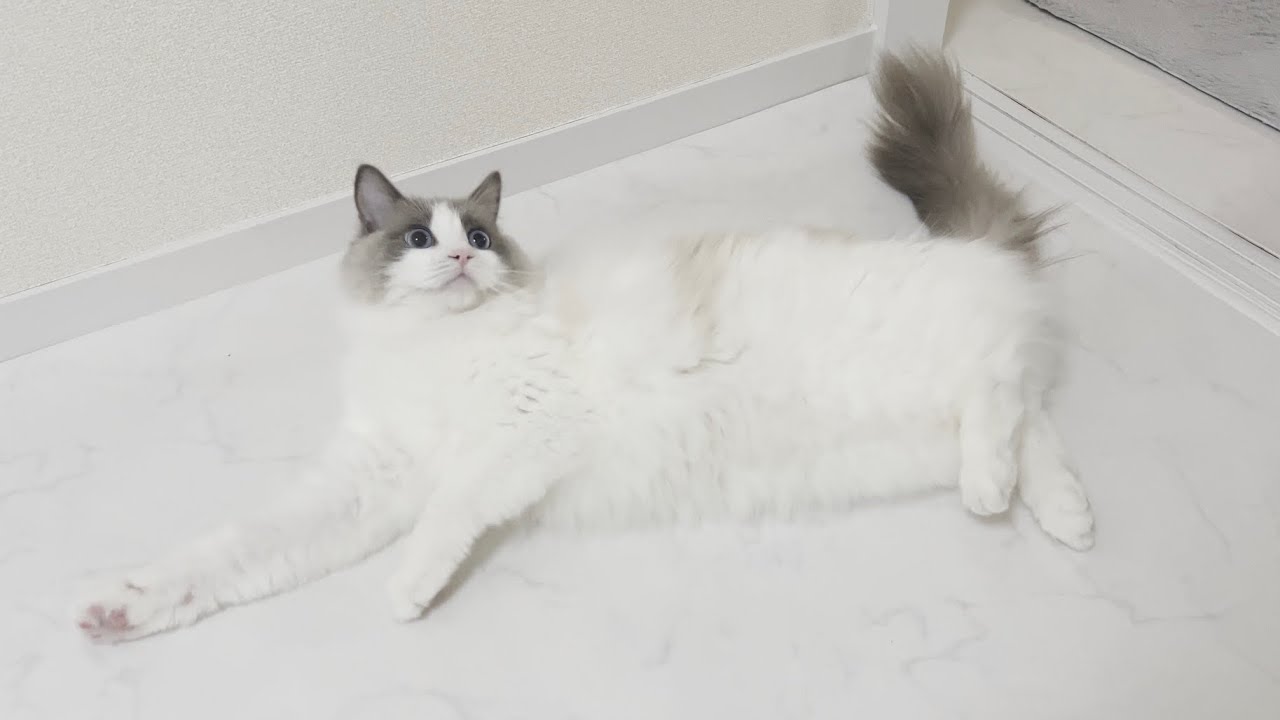 小さい虫を見つけると鳴きながらゴロンしてしまうラグドール猫がかわいすぎたw