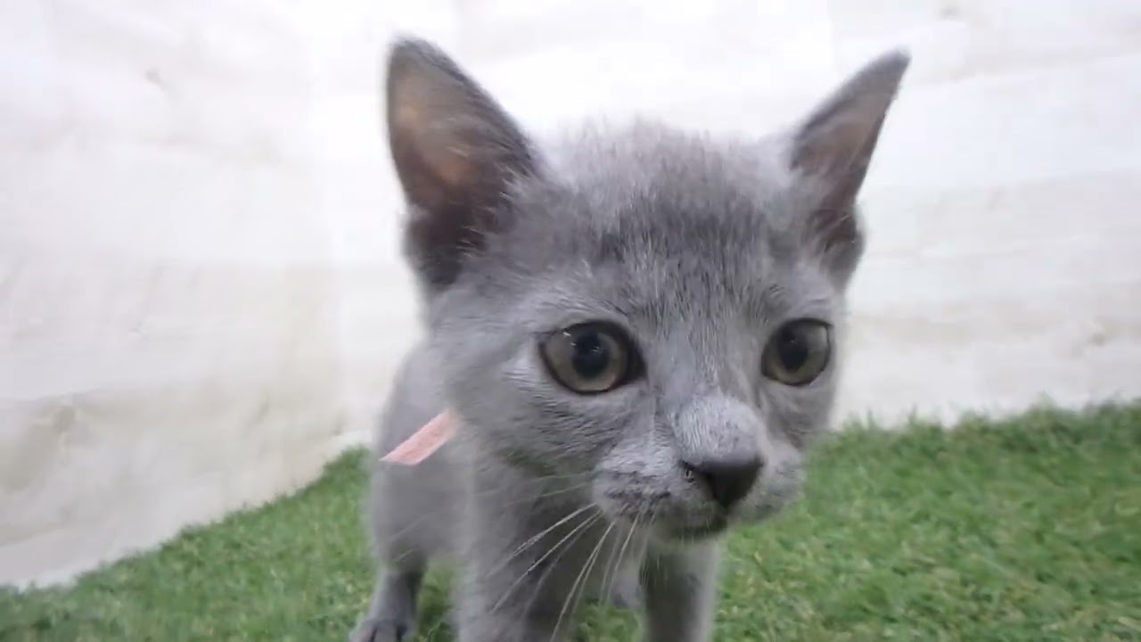 Coo&RIKU　No00674065 ロシアンブルー