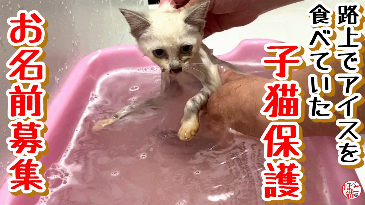 【子猫 保護】路上でアイスを舐めていた子猫を保護しました＋おまけコーナー