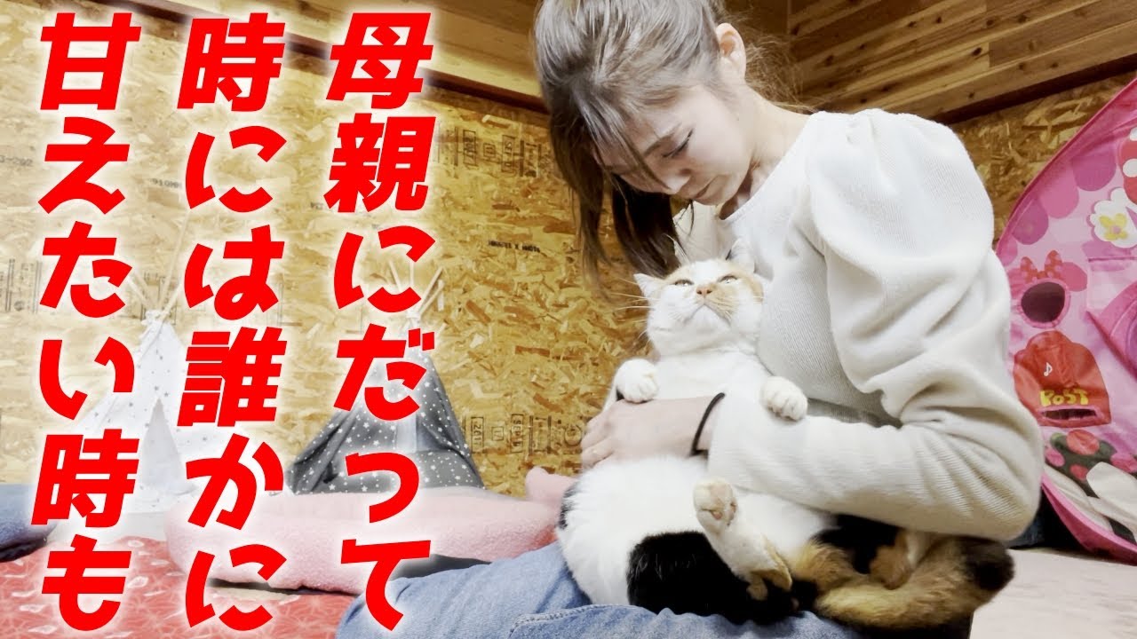 子育てが落ち着いた三毛母猫は私と２人っきりになると凄く甘えてくれるんです！[三毛母猫と私]