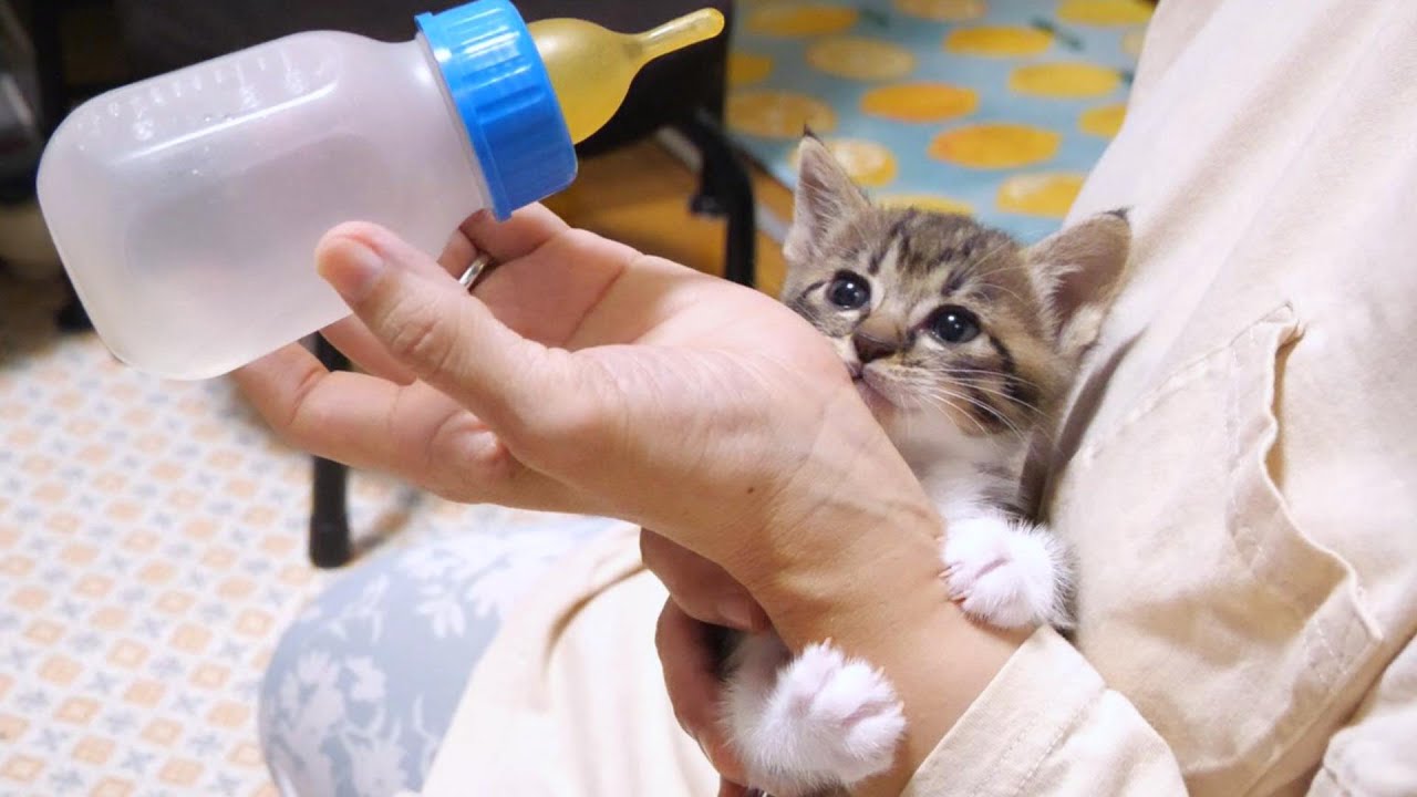 ぴよぴよ鳴く子猫が久しぶりの哺乳瓶にテンションが上がる【赤ちゃん猫　保護猫】