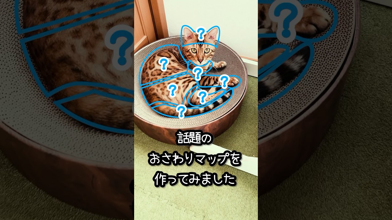 ベンガル猫のおさわりマップ #shorts #ベンガル #猫
