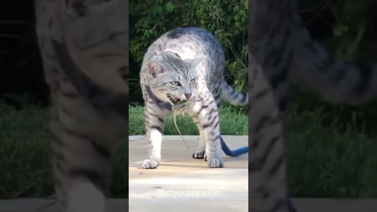 Egyptian Mau Leo is a Real Hunter #shorts