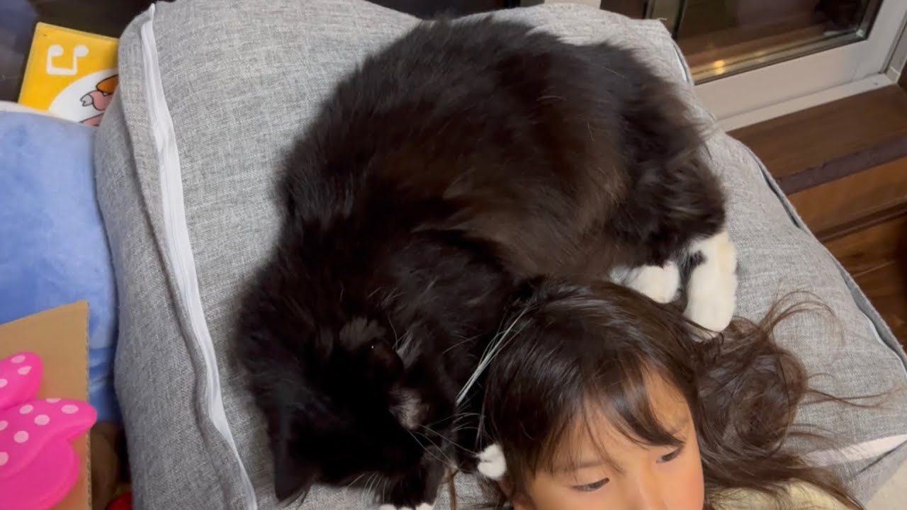 娘の頭に絡みつく猫　ラガマフィン　Cat wrapped around daughter's head