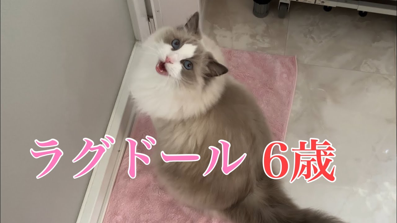 【ラグドールのリリー】６歳のラグドールはこんな感じ