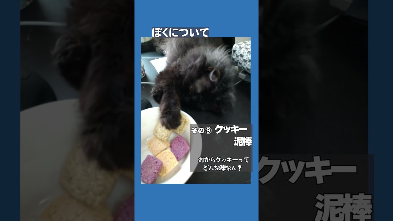【ぽっちゃん家】ぼく銀次朗です　vol7　#猫 #猫動画 #shorts