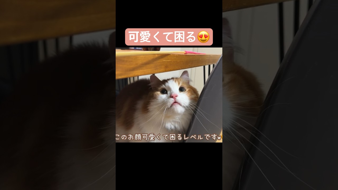 このお顔可愛くて困る♡#マンチカン #なんちゃん