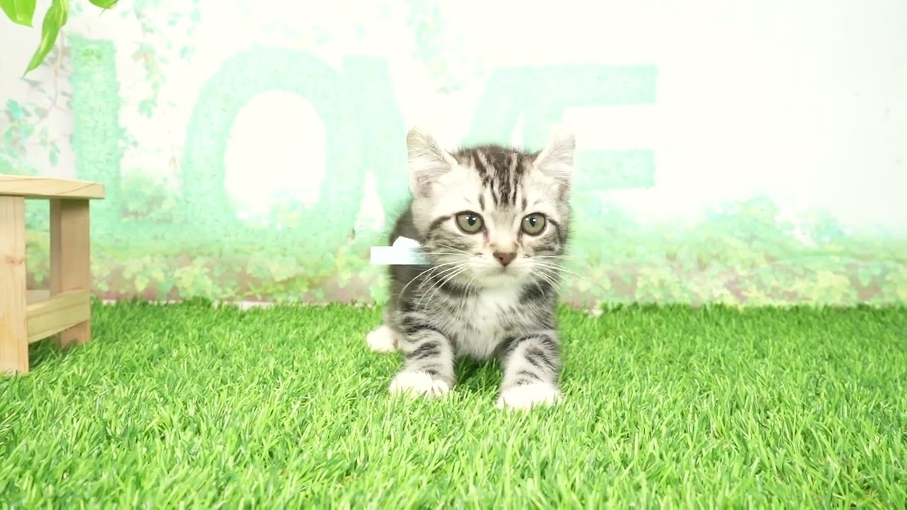 Coo&RIKU　No00674650 アメリカンカール