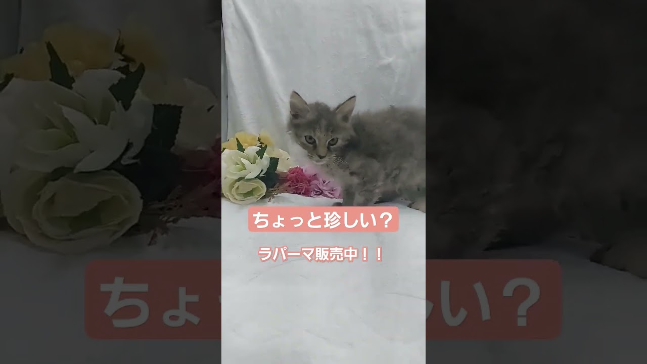 子猫/ラパーマ販売中/ペットショップ宮城/気仙沼市/仙台市