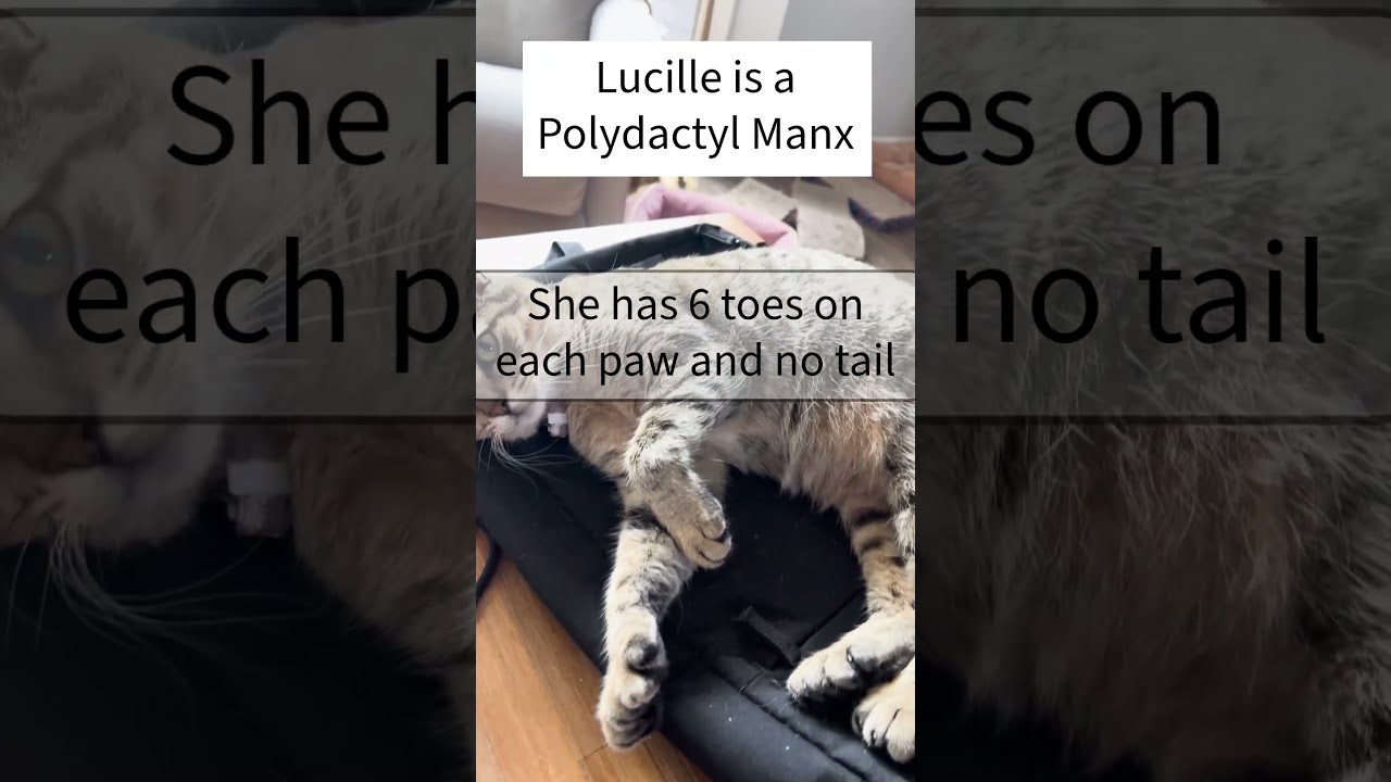 My kitty, Lucille, is a Polydactyl Manx Cat